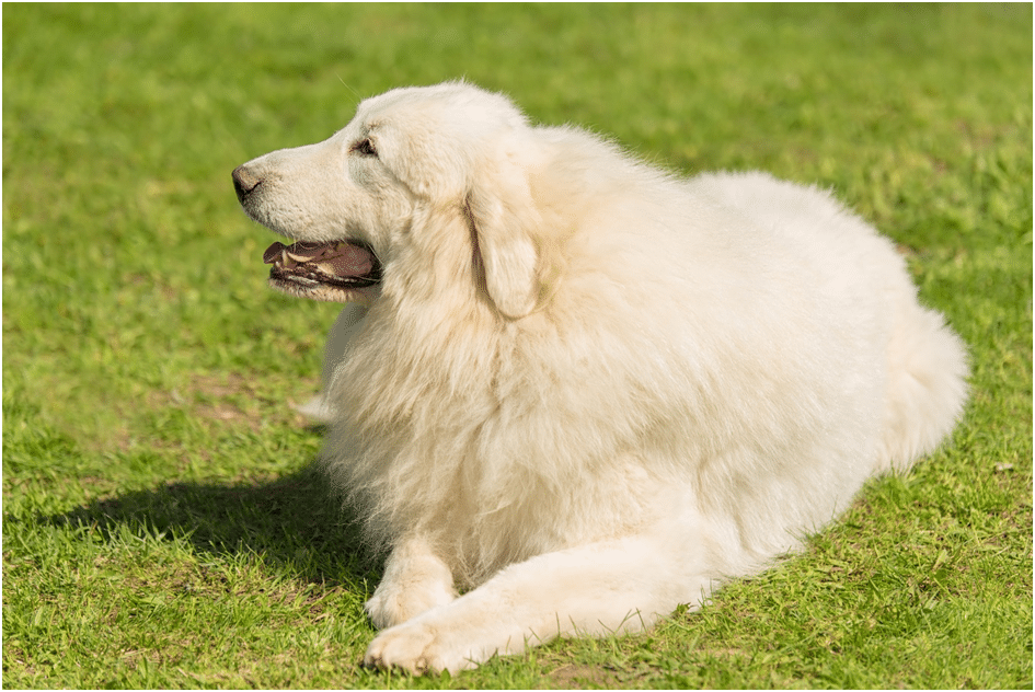 Full sized Great Pyrenees