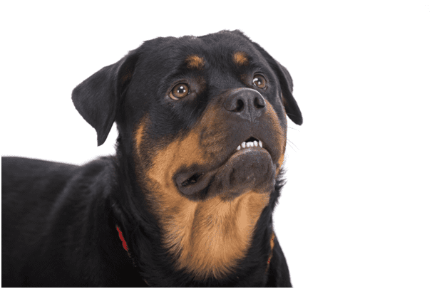 Cropped image of a Rottweiler