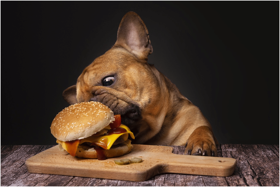 What is the best food for american bulldogs