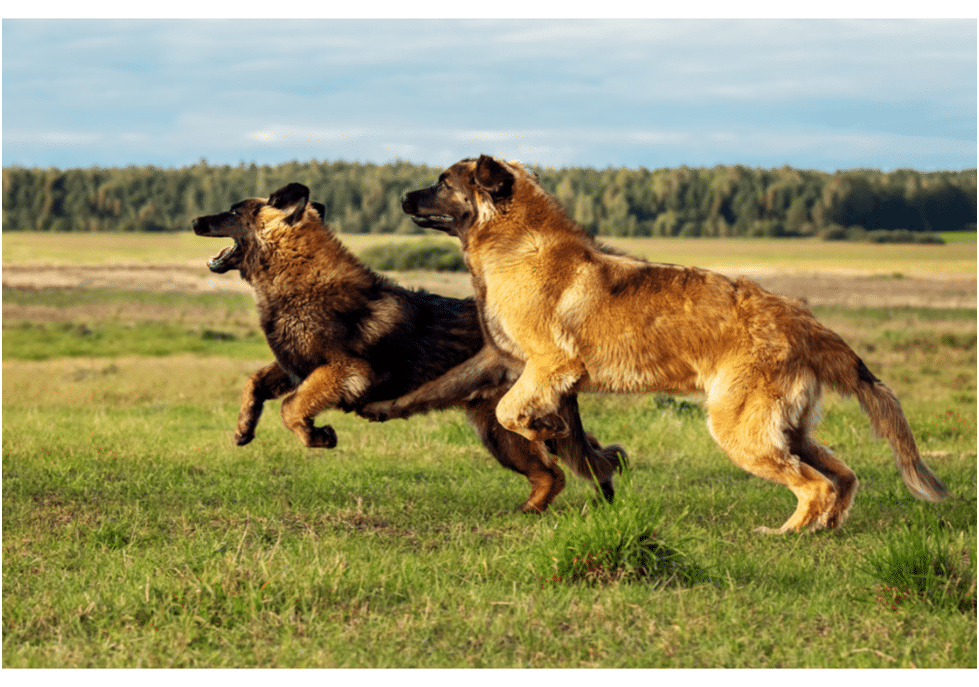 Two Leonberger dogs are running in an open area