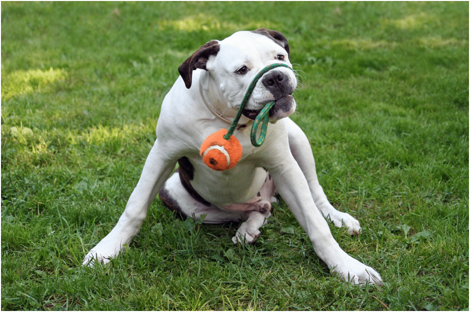 American Bulldog playing with a toy sitting on grass