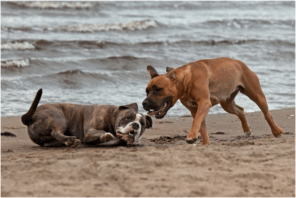 Two dog playing