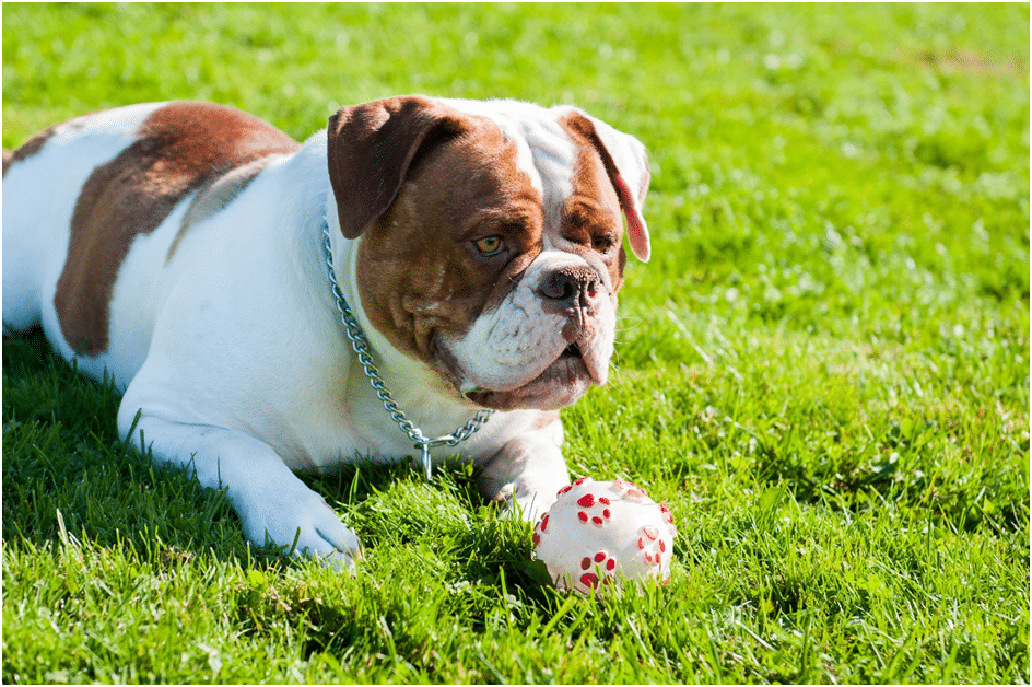 American bulldog puppy playing with a ball