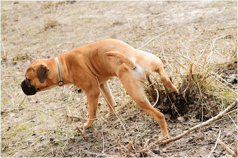 Why should you train your Bullmastiff to go outside for potty