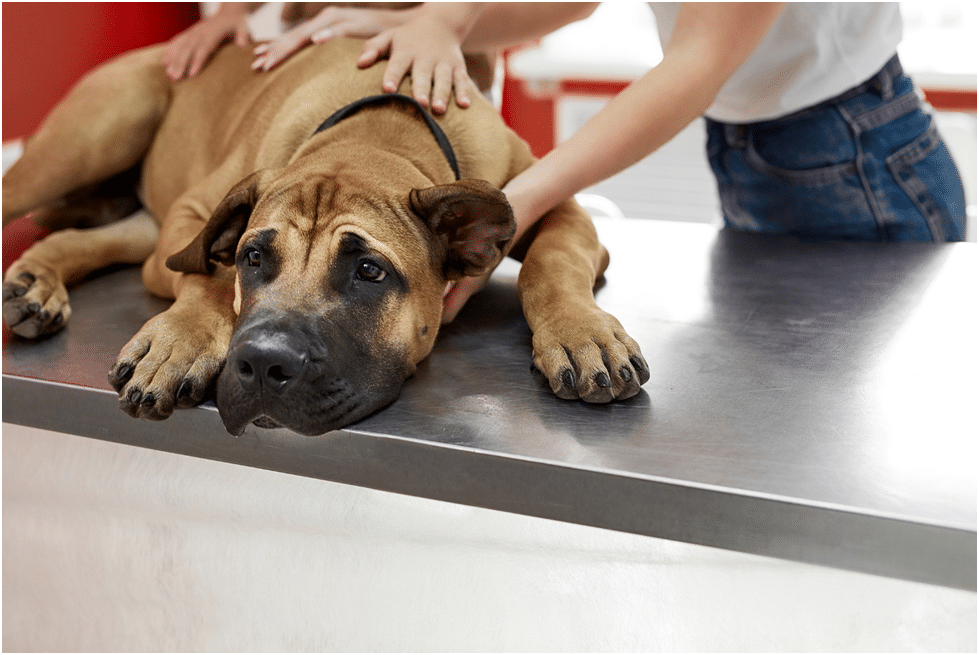 Bullmastiff dog check up by vet