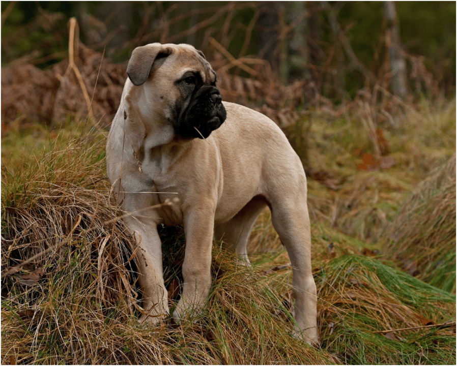 Bullmastiff standing on grass looking on his left side