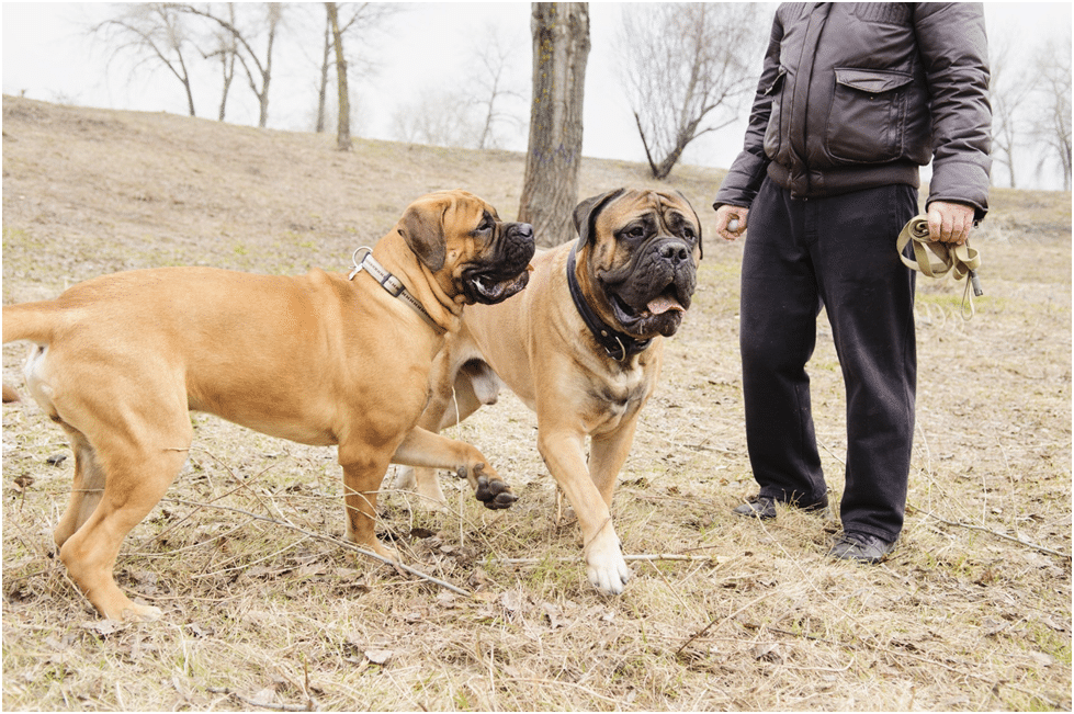 Two Bullmastiff dogs being trained by a trainer
