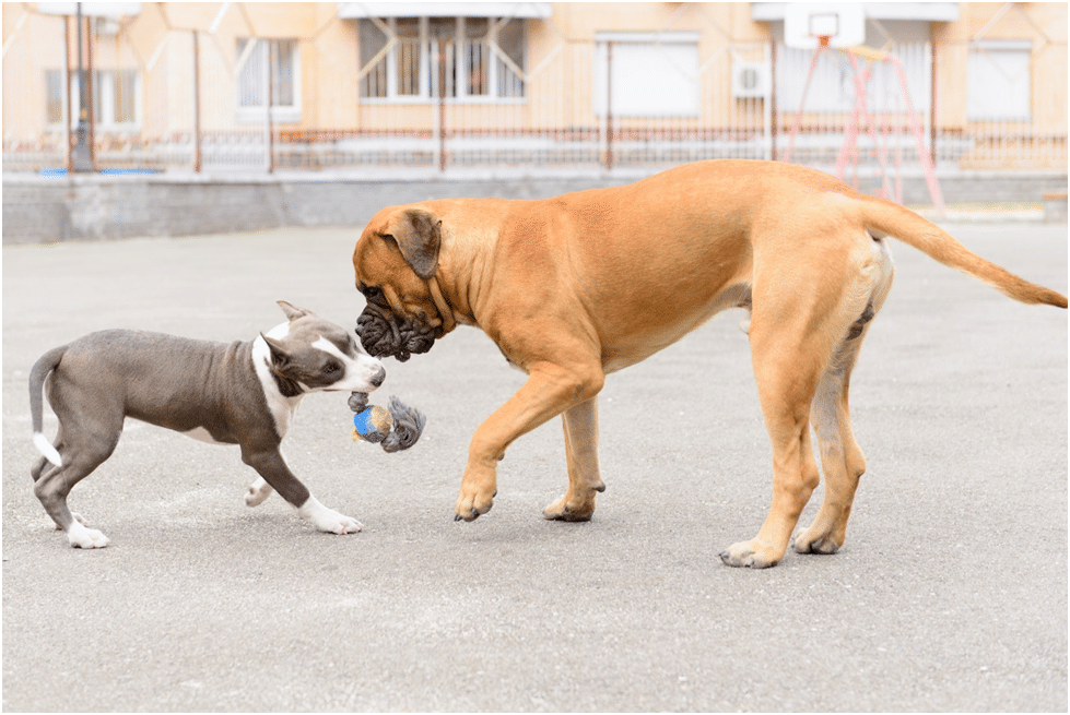 Bullmastiff playing with a puppy
