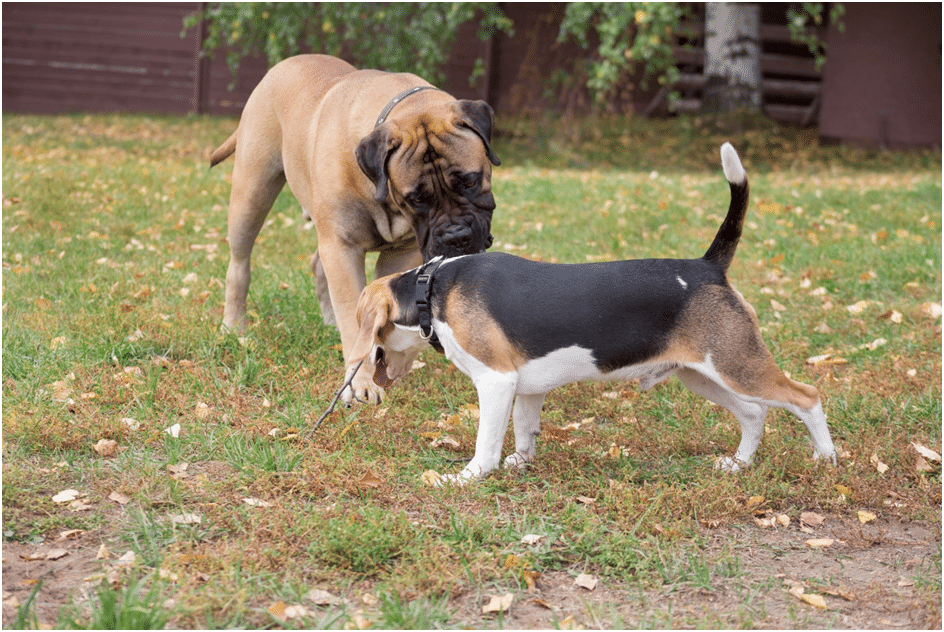 A Bullmastiff and a puppy standing on grass