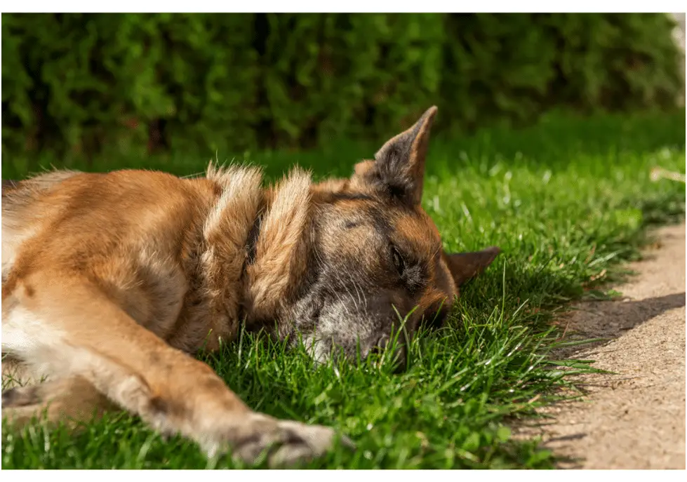 Cropped image of a German Shepherd Sleeping on grass
