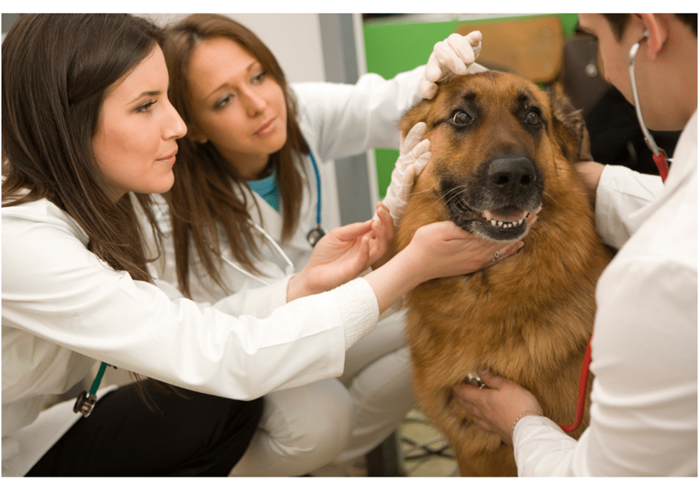 German Shepherd health checkup