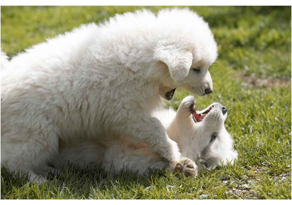 Two White Great Pyrenees playing on grass