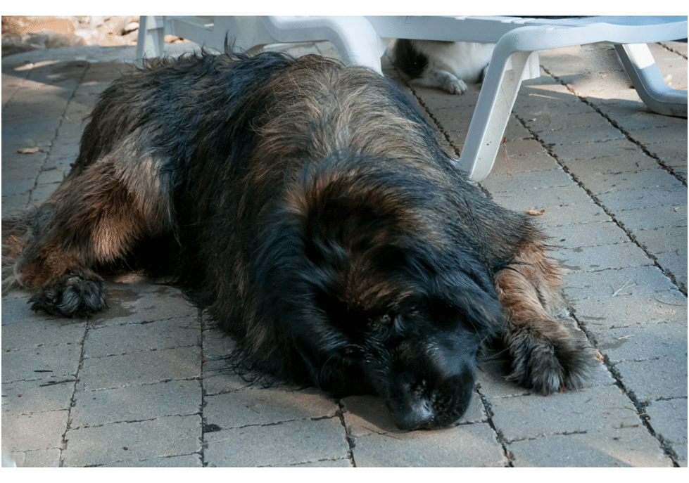 Leonberger sleeping outside
