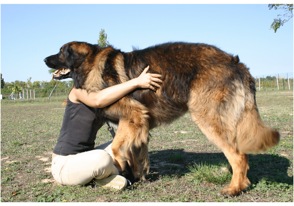 A large size Leonberger standing in a park with his owner