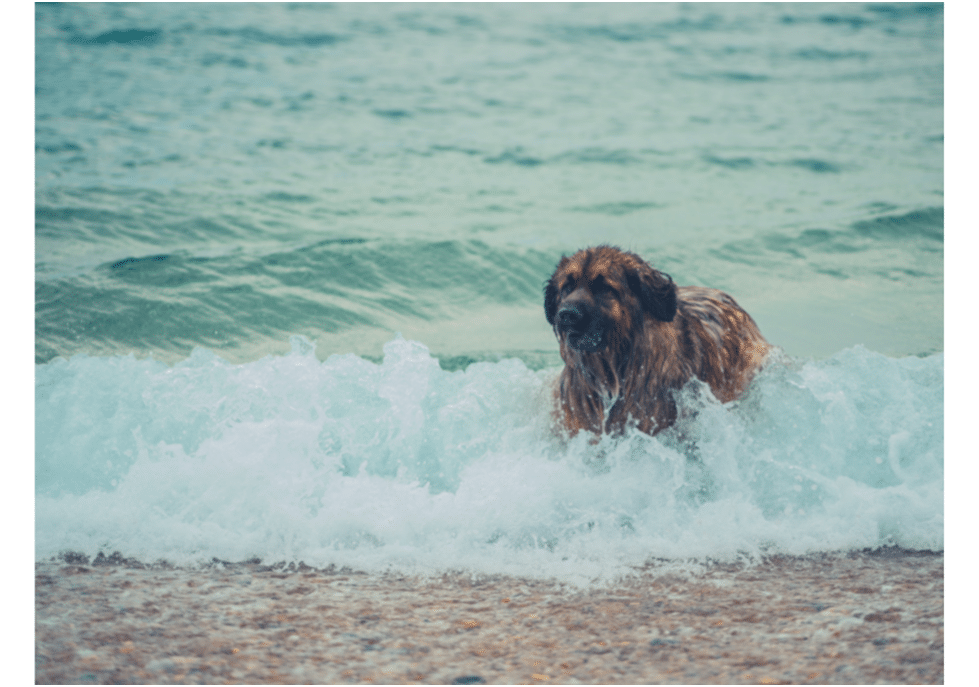 Leonberger in water