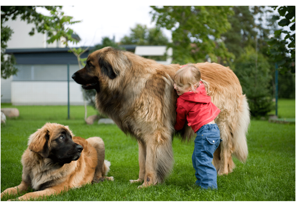 A baby is playing with Leonberger dogs