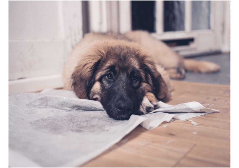 Leonberger - methods for keeping the house clean