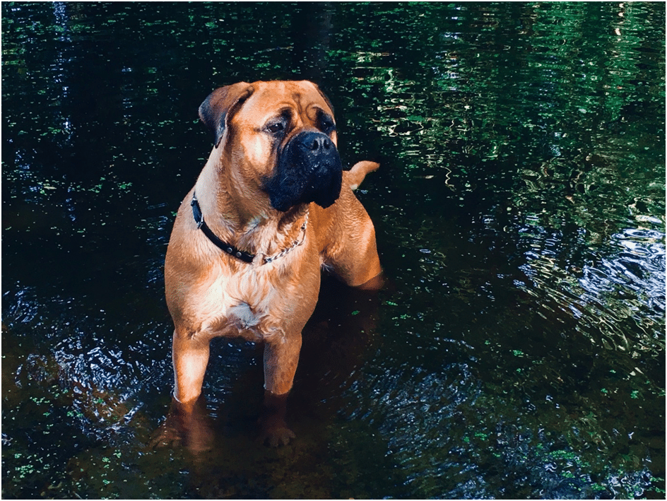 Bullmastiff standing in water