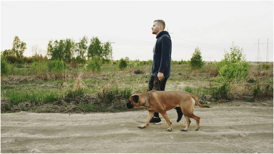 A boy with Bullmastiff dog on a walk