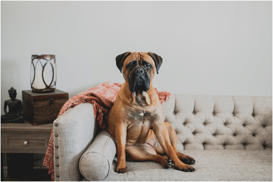 A bullmastiff sitting on a sofa