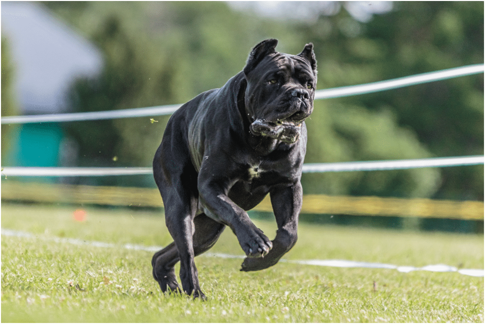 Cane Corso running in a park