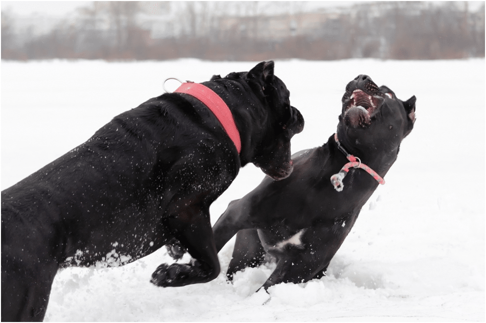 Cane Corso dogs fighting
