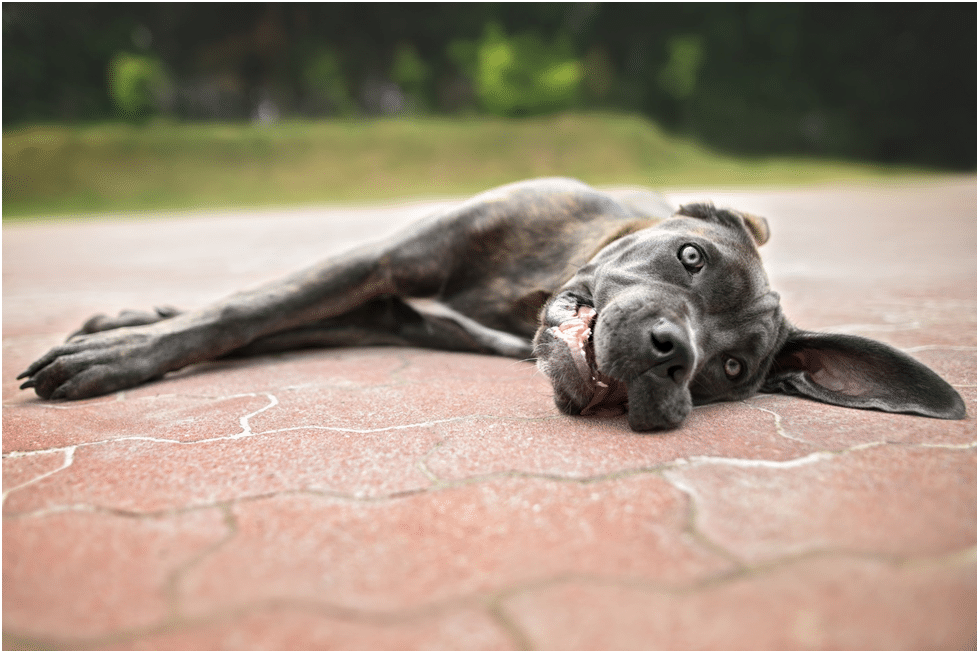 Tired Cane Corso laying on ground