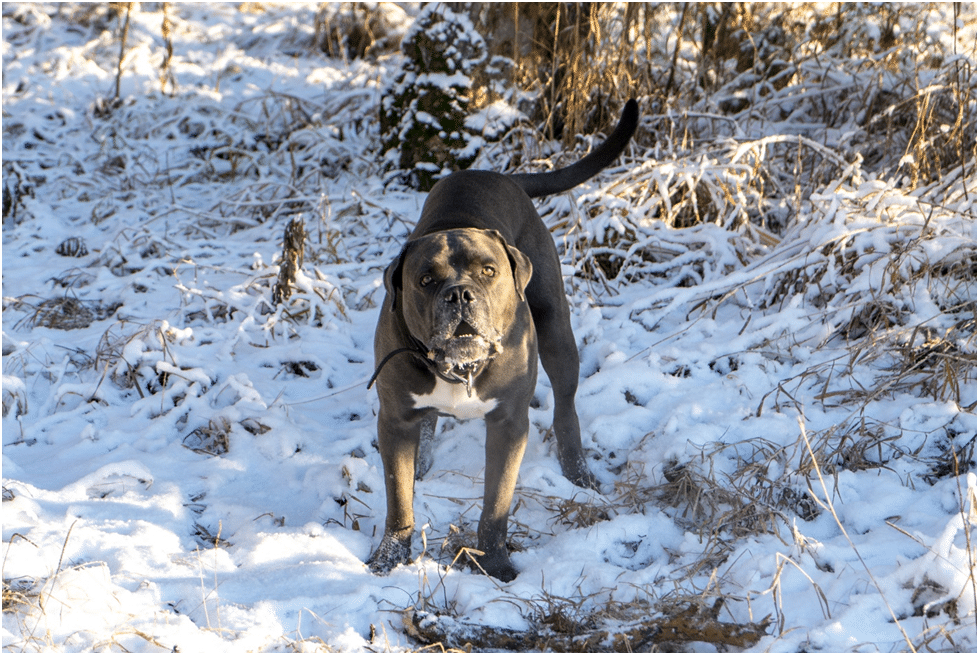 Cane Corso barking while standing on snow