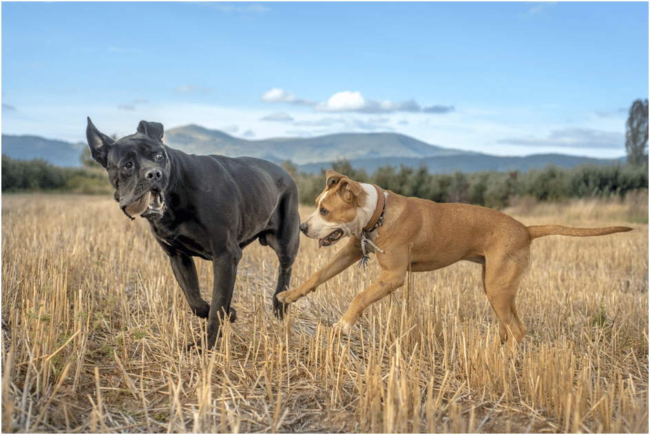 Cane Corso playing with dog