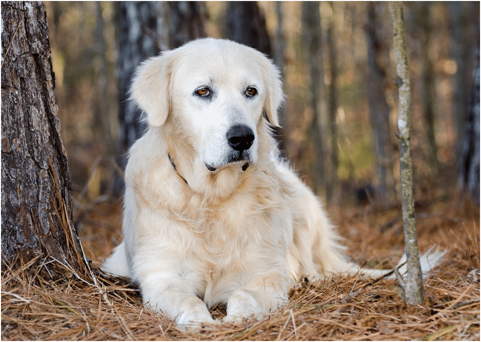 Great Pyrenees sitting near trees