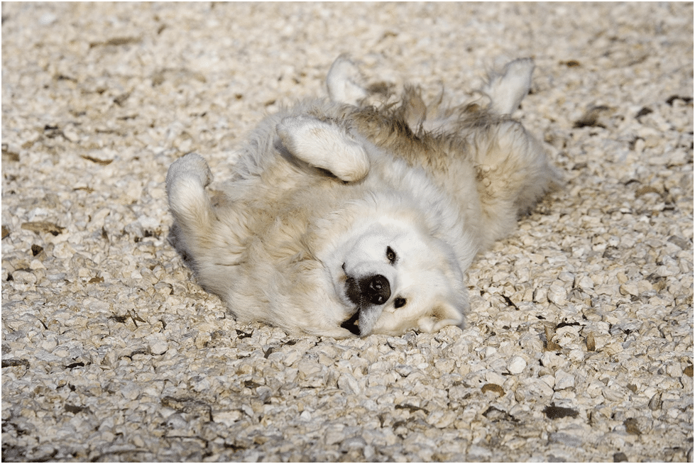 How Often Should You Bathe Your Great Pyrenees?