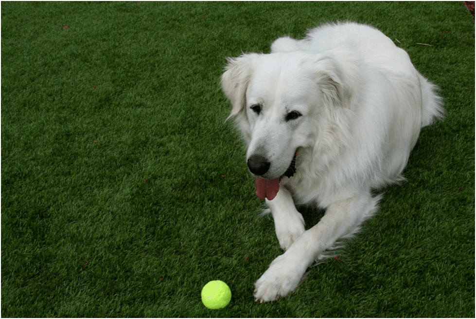 Great Pyrenees sitting on grass with a ball