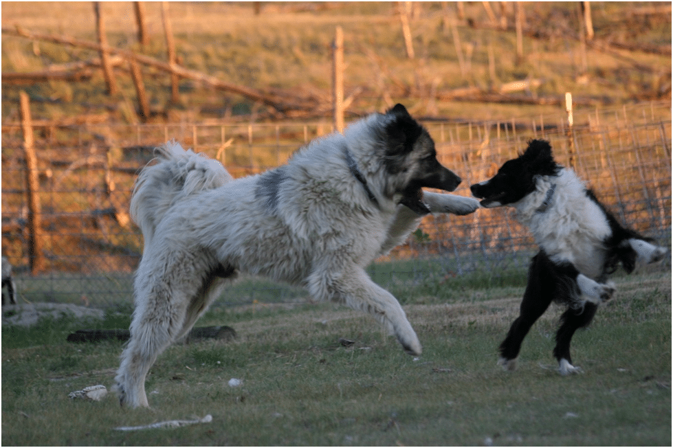 Great Pyrenees socializing with dog