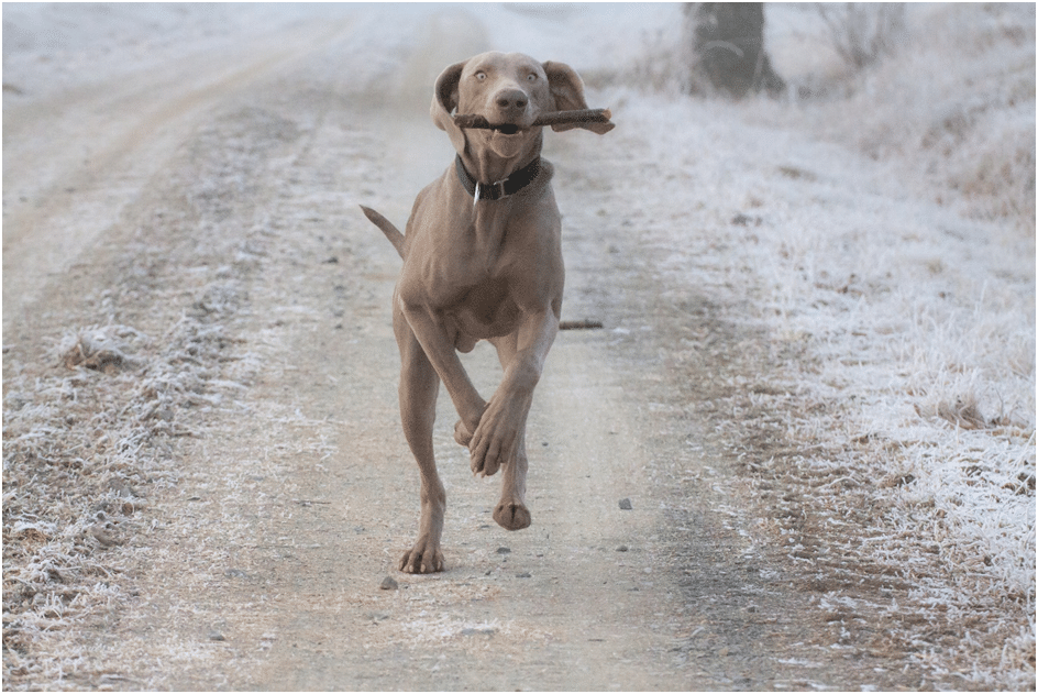 Weimaraner dog running with a stick in moth