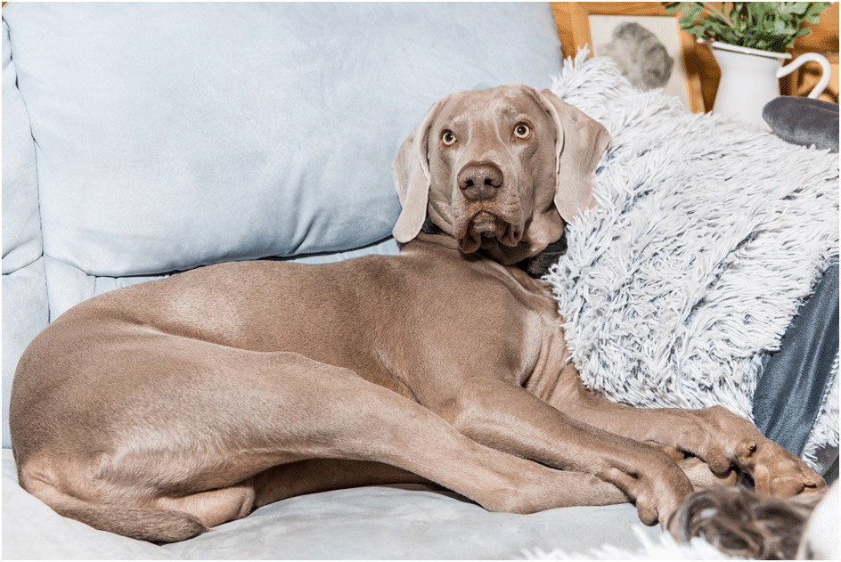 Weimaraner dog suffering from separation anxiety