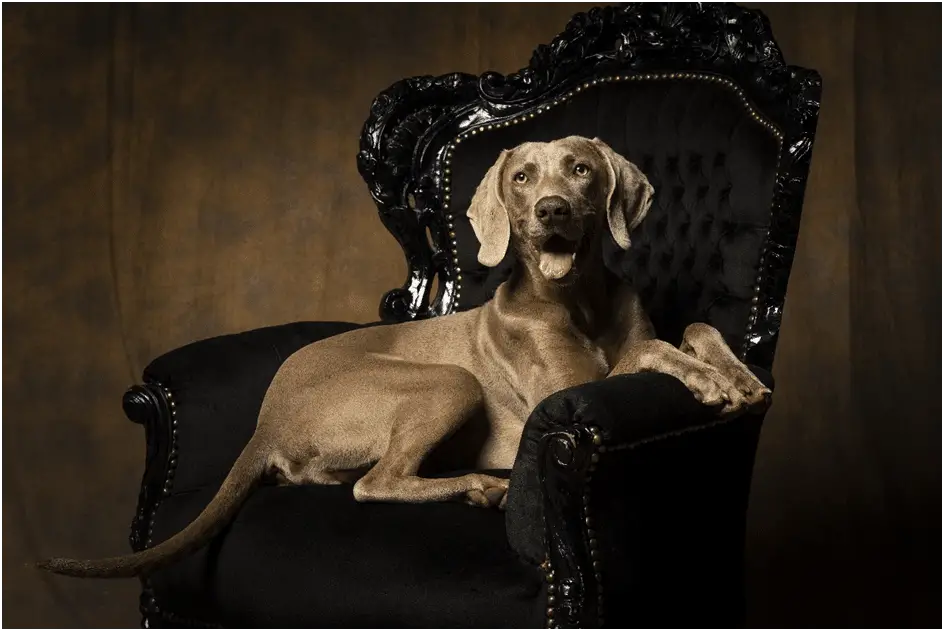 Weimaraner dog sitting on a chair