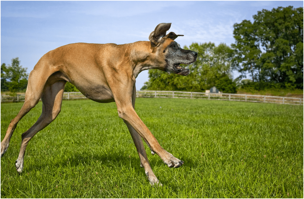Great Dane dog running on grass in a field