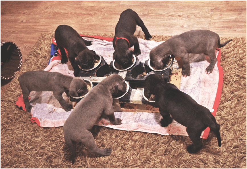 Litter of great dane puppies eating food from the pots