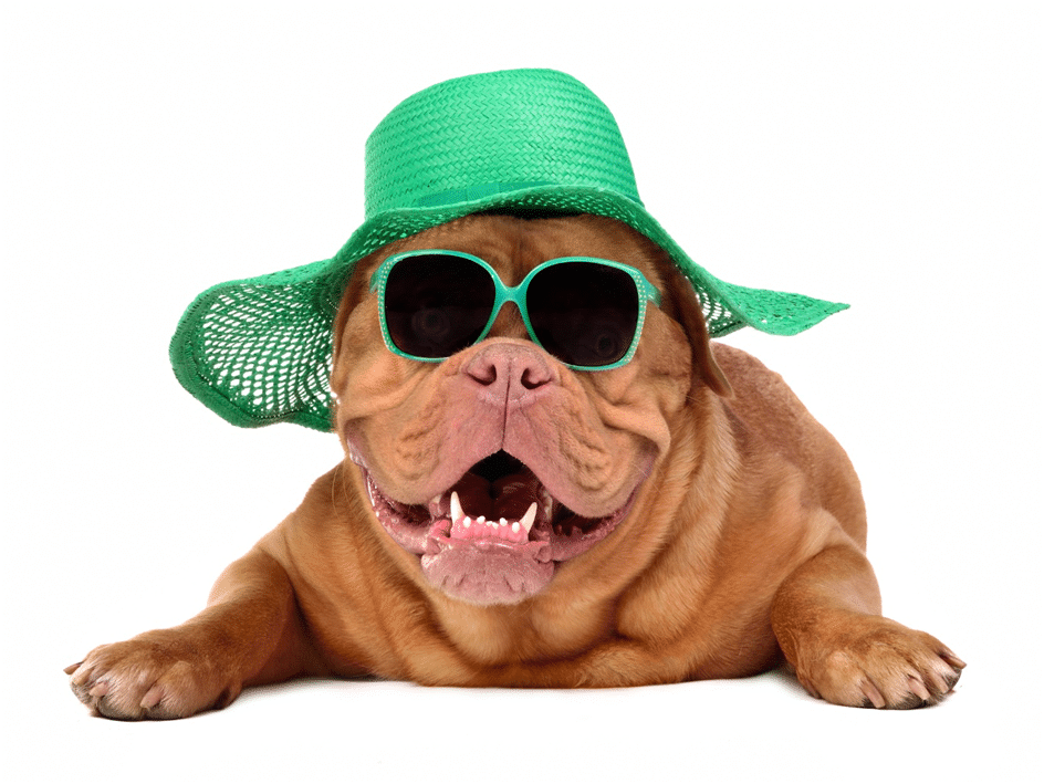 An image of a Bullmastiffs with green hat and green sunglasses