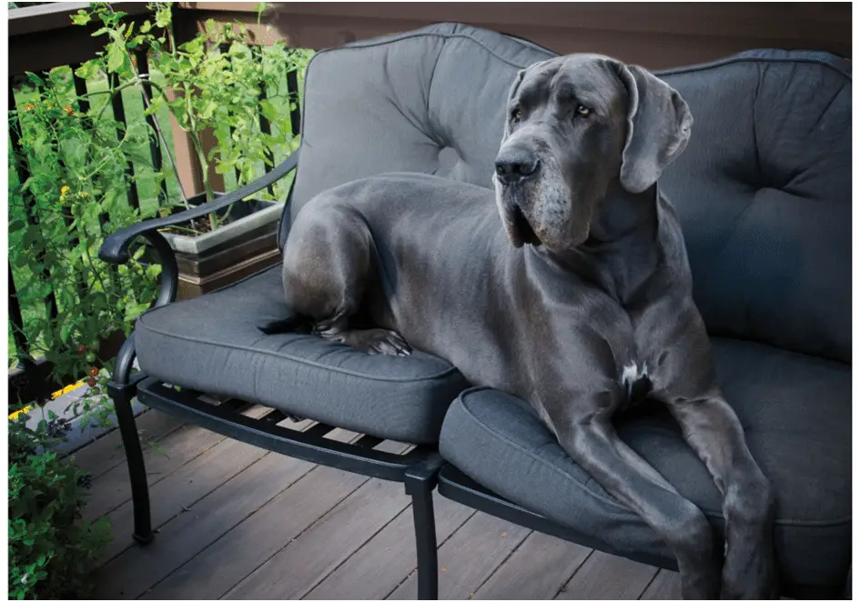 Black Great Dane dog sitting on chairs