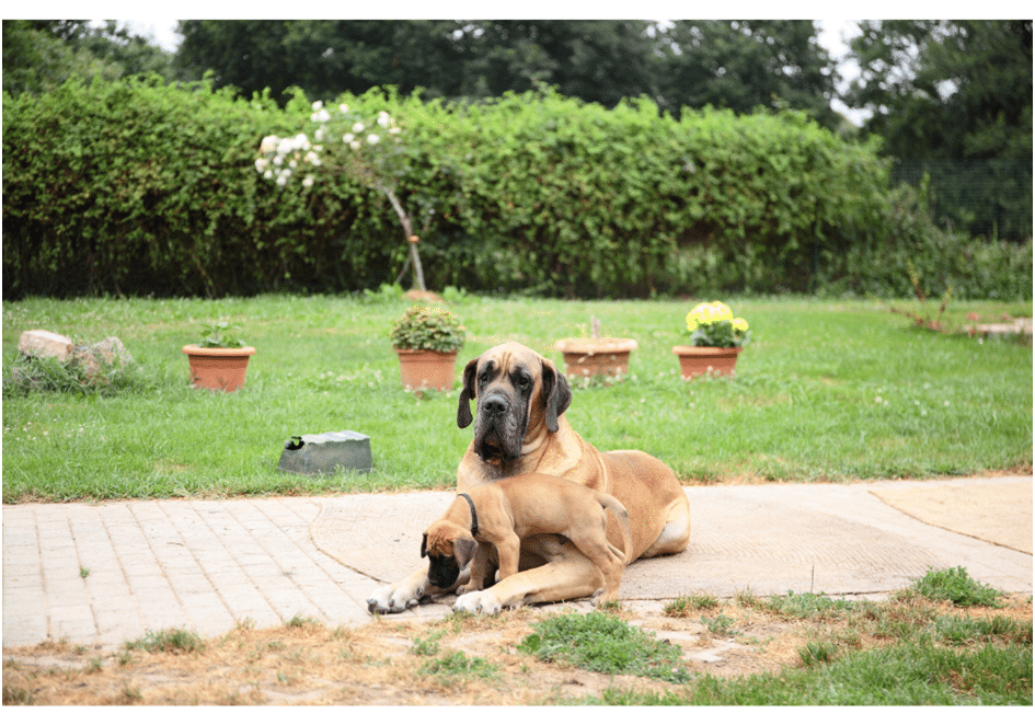 Black Great Dane dog sitting with a puppy