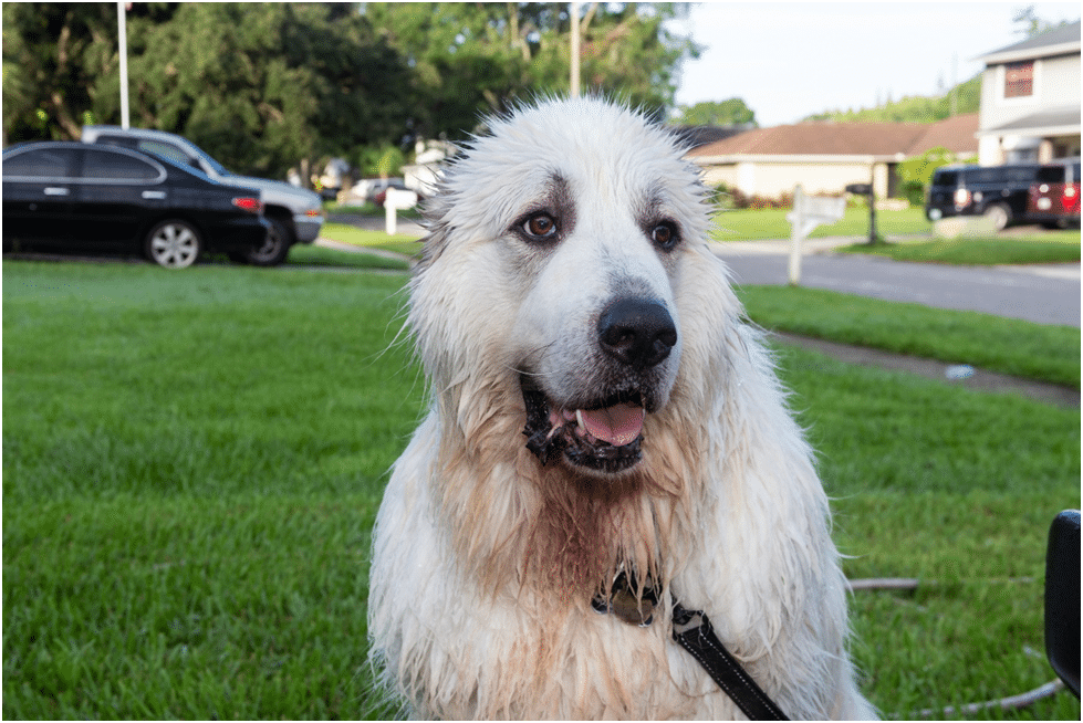 White Great Pyrenees sitting in a park