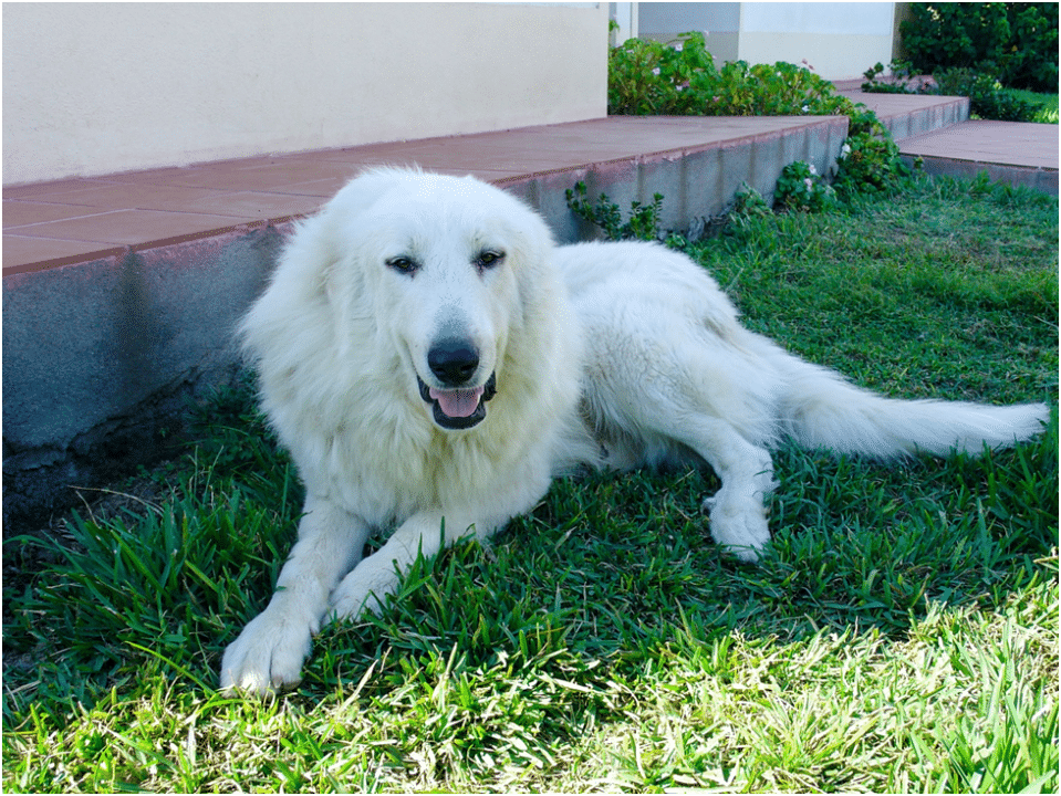 Great Pyrenees sitting in shade