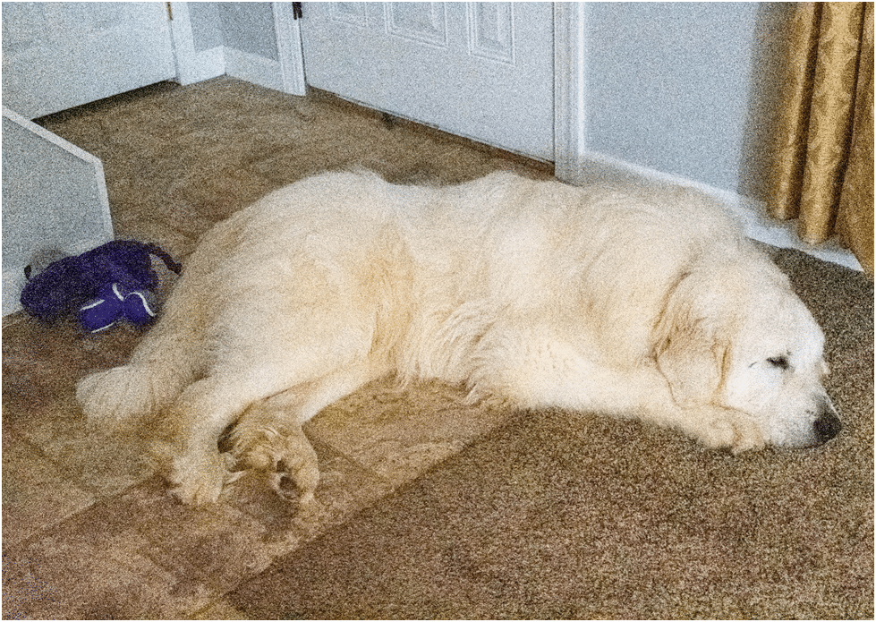 Great Pyrenees in an apartment