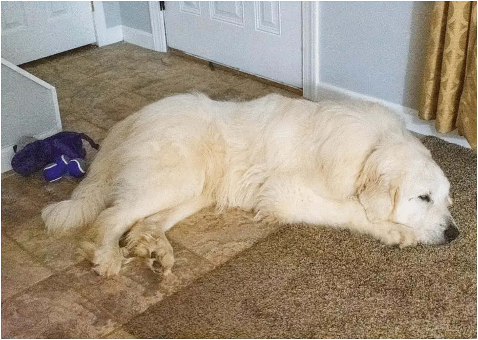 Great Pyrenees dog inside house