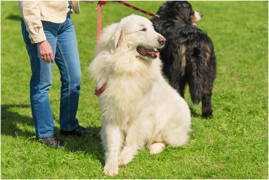 Great Pyrenees with owner