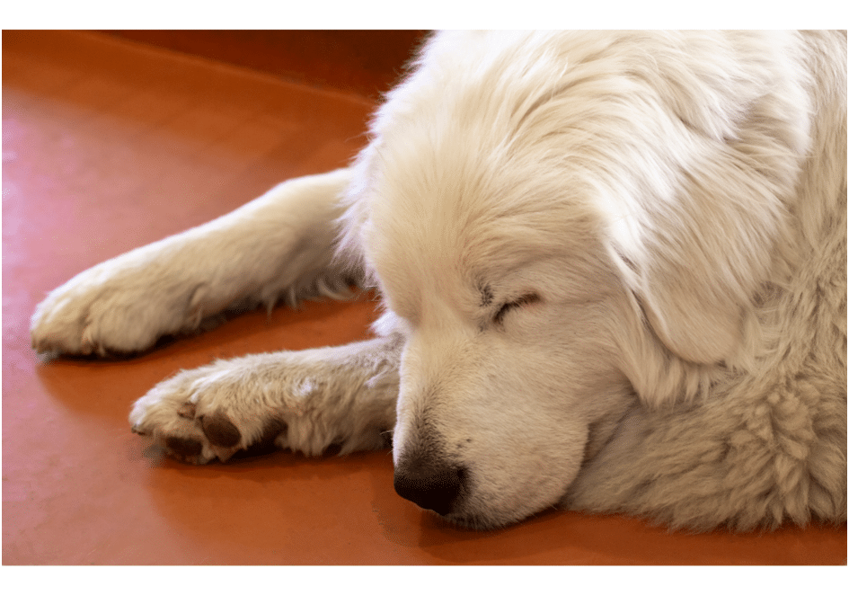 A cropped image of a Great Pyrenees sleeping inside an apartment