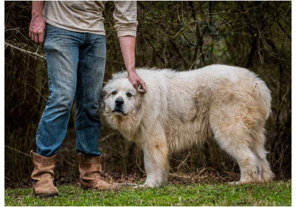 Great Pyrenees standing with his owner in a field