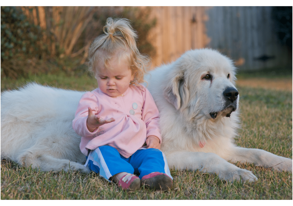 A baby girl sitting with a Great Pyrenees in a field