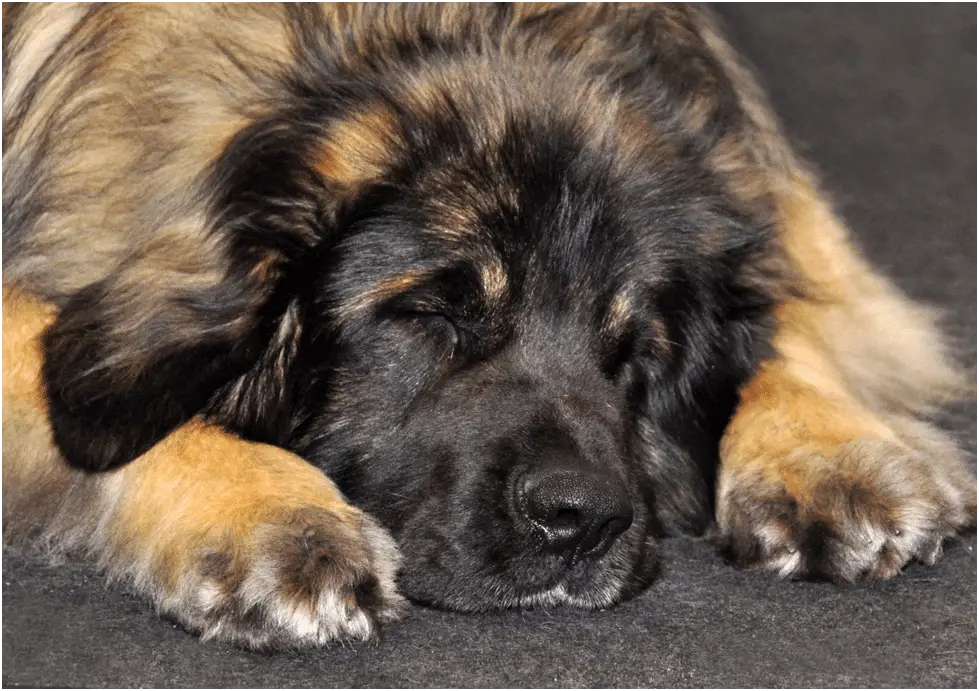 How much should a Leonberger puppy eat